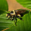Bee Hunter Robber Fly