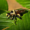 Bee Hunter Robber Fly