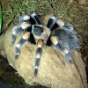 Mexican Red Knee