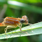 Blue-tailed Damselfly (Female)