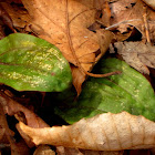 Crane-fly orchid