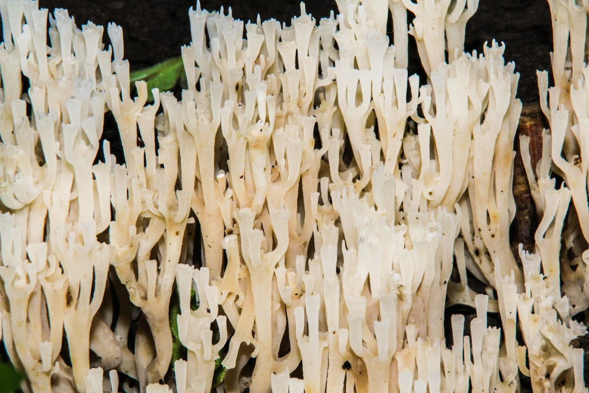 Crown-tipped Coral