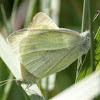 Small cabbage butterfly (mating)