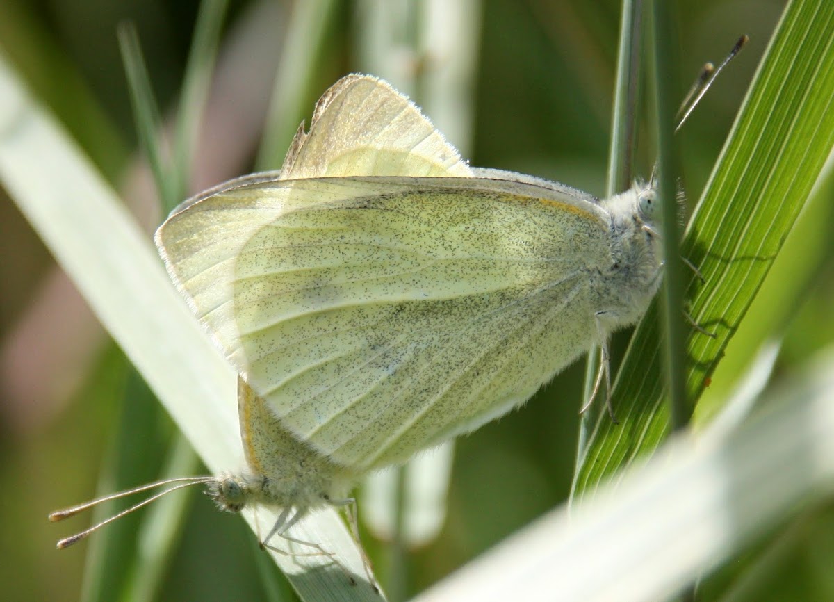 Small cabbage butterfly (mating)