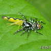 Jumping Spider & Leafhopper