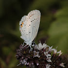 Eastern-tailed blue