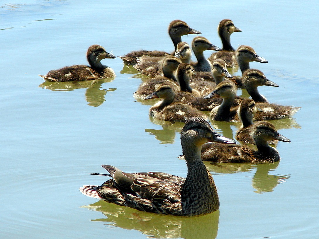 Mallard Duck and Ducklings
