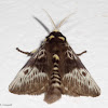 Flannel Moth