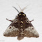 Flannel Moth