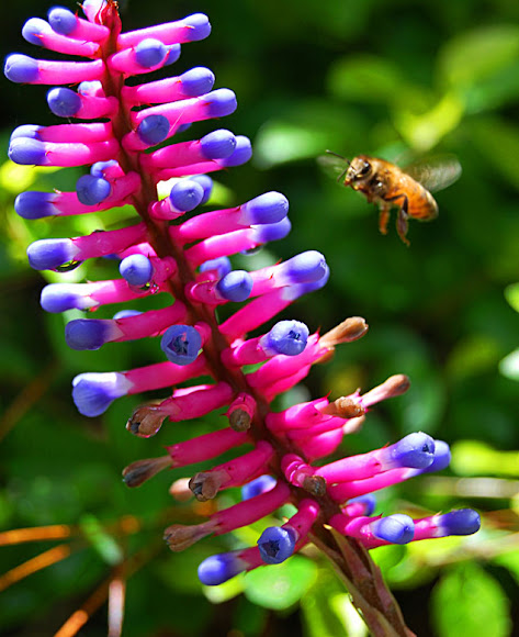 Match Stick Bromeliad | Project Noah