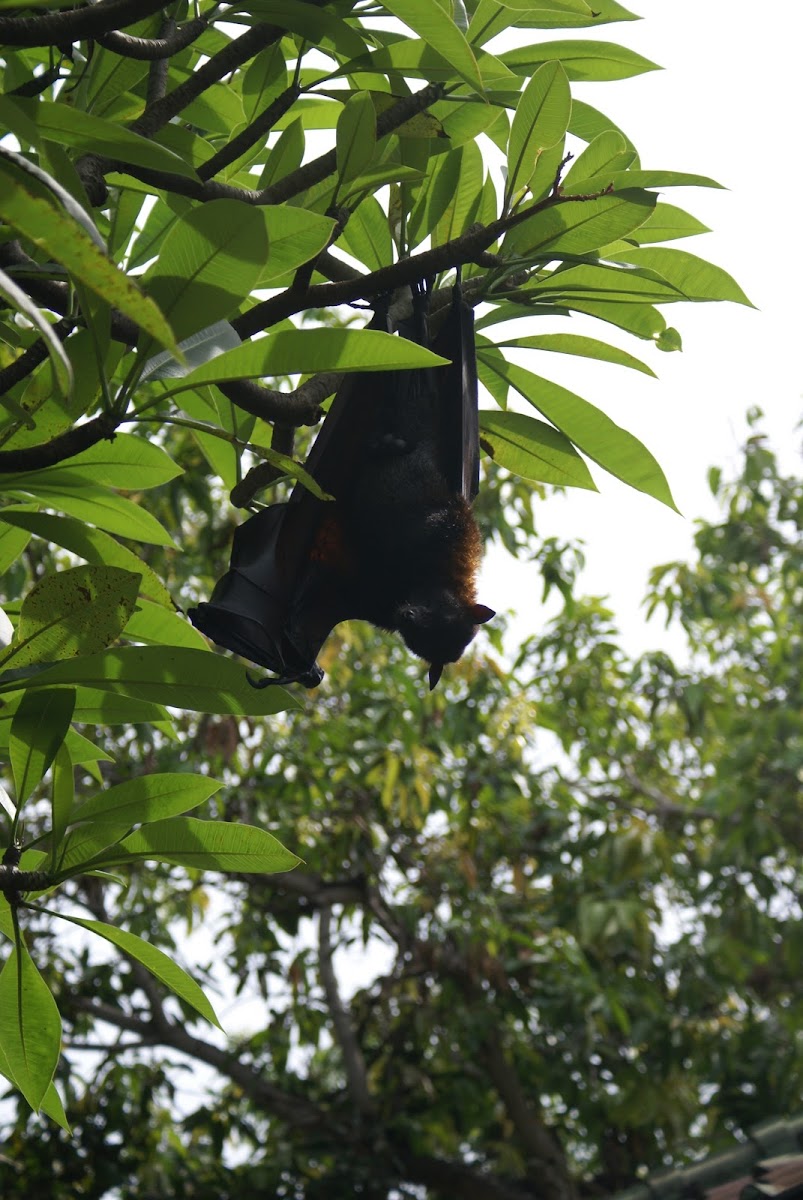 Flying Foxes/Vliegende Hond