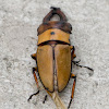 Stag Beetle