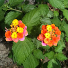 Lantana