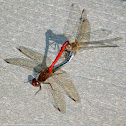 Autumn Meadowhawk dragonflies (mating pair, in wheel)