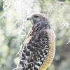 red-shouldered hawk