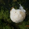 The False Puffball?