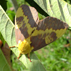 Citheronia laocoon