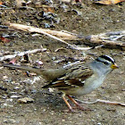 White Crowned Sparrow(Yellow Billed)