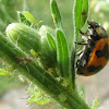 Transverse Ladybird Beetle (with Aphids)