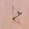 Azalea Leafminer Moth