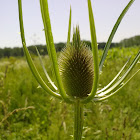 Dipsacus