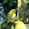 Oriental White eye