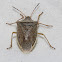 Brown Stink Bugs