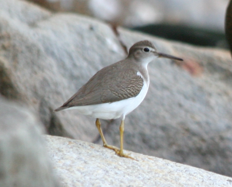 Spotted Sandpiper