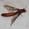 Sausage fly / Male driver ant