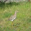 Spotted Thick-knee (Dikkop)