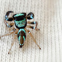 Dual colored spider/Fighting spider(Female)