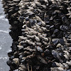 Gooseneck barnacles