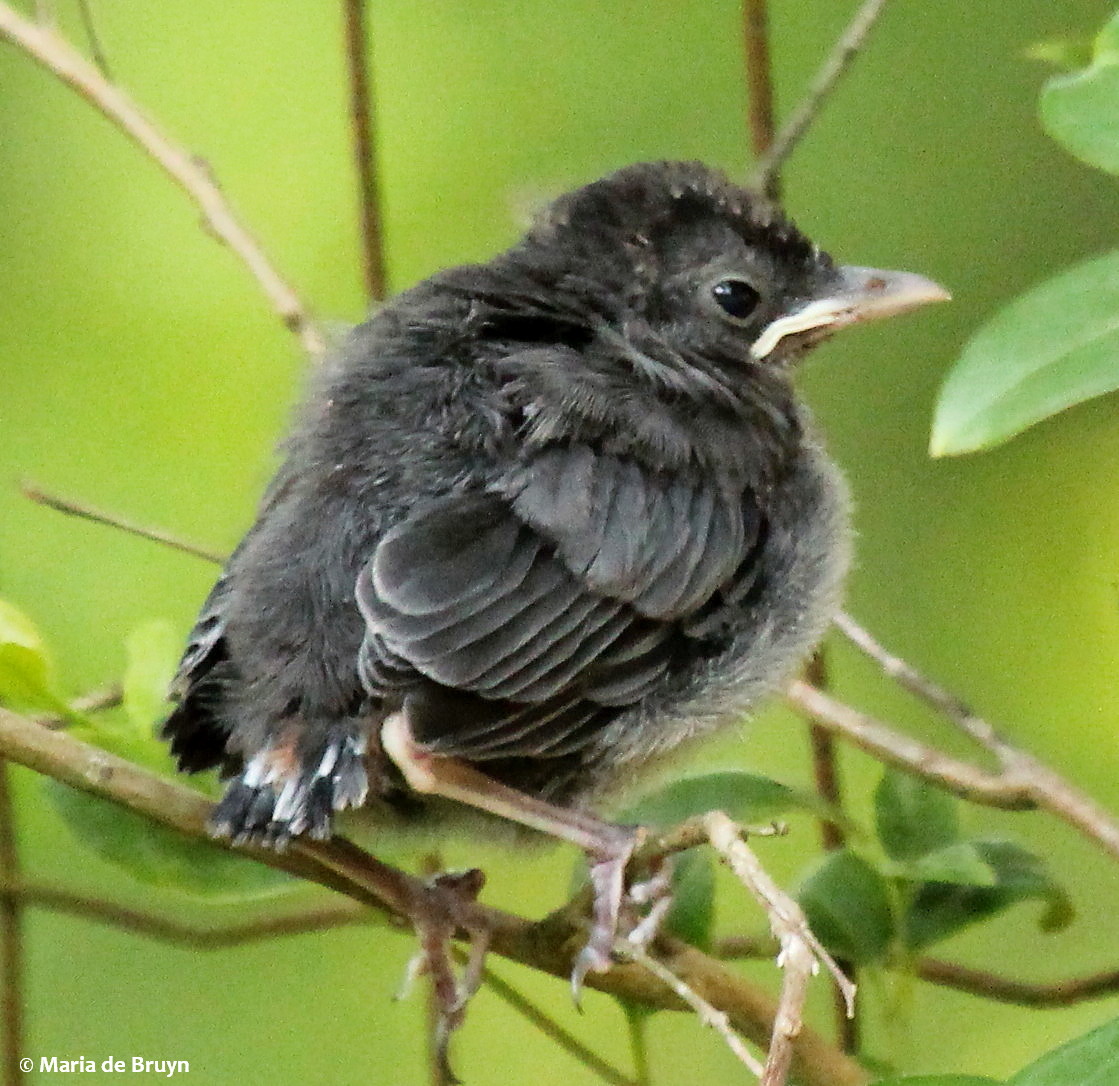 Gray catbird, fledgling