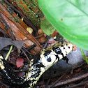 Oriole snake