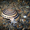 Clear Sundial Snail, Perspective Sundial Snail