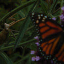 Praying Mantis hunting Monarch Butterfly