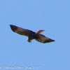 Marsh Harrier; Aguilucho Lagunero