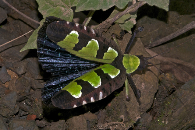 Long-horned Grasshopper