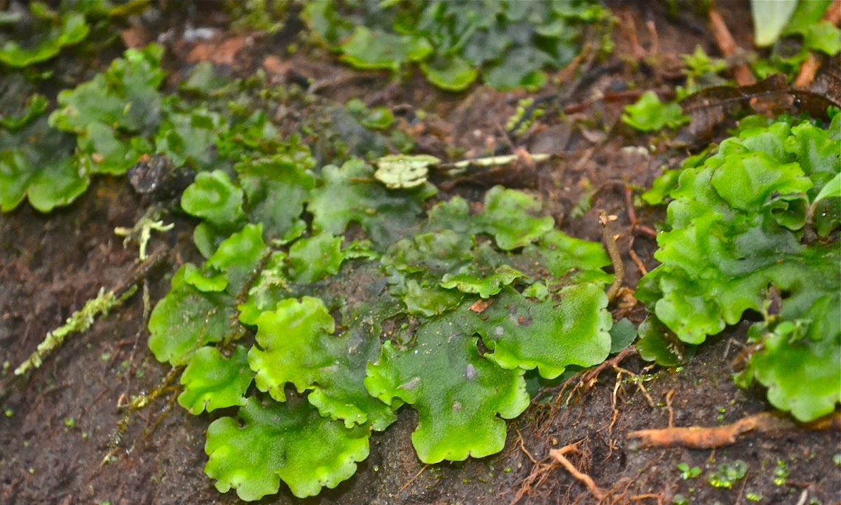 Liverwort