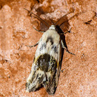 Olive-shaded bird dropping moth