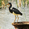 Tricolored Heron