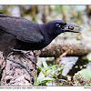 Boat-tailed Grackle