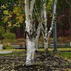 (White Birch)  Betula papyrifera