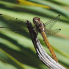 Roseate Skimmer.      female