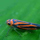 Red-banded leafhopper