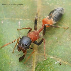 Karengga ant like jumper