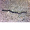 Arrowhead flatworm