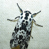 Spotted Tiger Moth