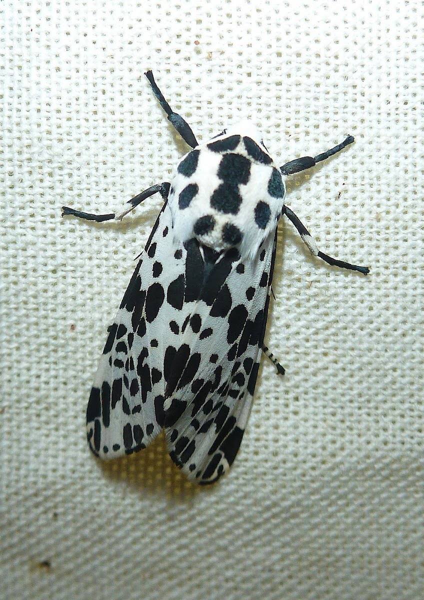 Spotted Tiger Moth
