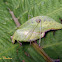 Dead leaf mimic katydid